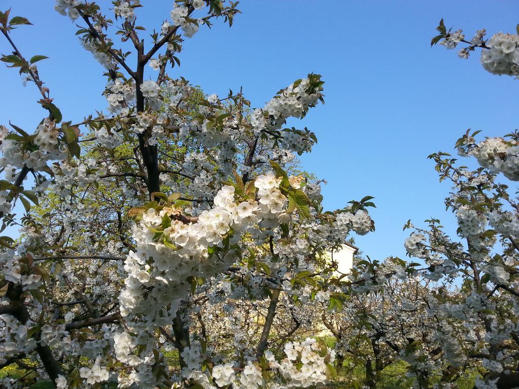Agriturismo Al Colle Del Ciliegio Villa Rovolon Dış mekan fotoğraf